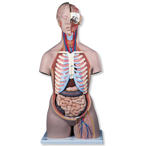 ��(j��ng)��o(w��)���|��ģ�ͣ����_(k��i)�ţ�21����