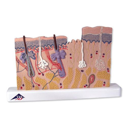 Ƥ�w����ģ�ͣ������40��