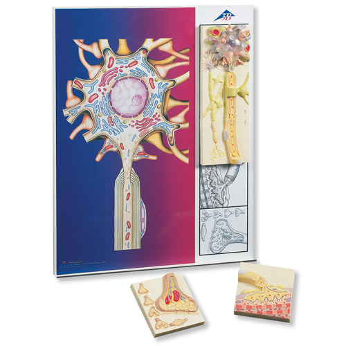 ����(j��ng)����W(xu��)��ϵ�У�5�K�Ż�ģ�����ڽ����@ʾ��