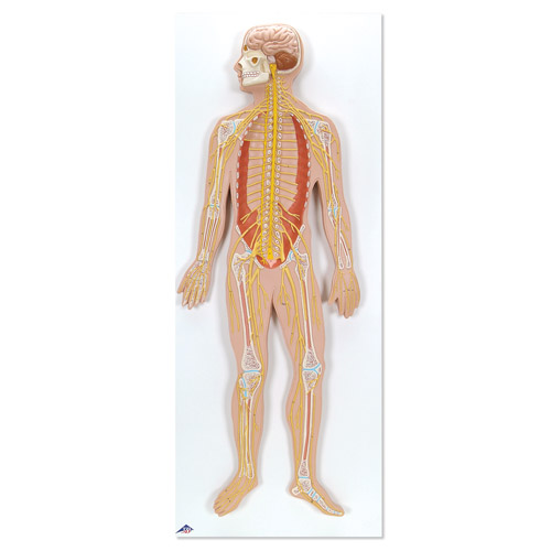 ��(j��ng)ϵ�y(t��ng)ģ�ͣ���(sh��)���1/2