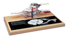 ����ģ�ͣ���(sh��)���6��