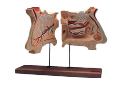 �Ǻ����X���٣������4��