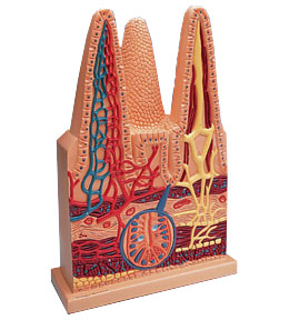 �c�qëģ�ͣ������100��