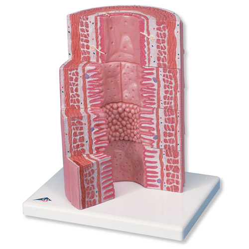 3B MICROanatomy����ϵ�yģ��