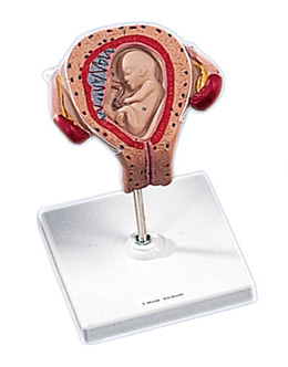 ����������̥