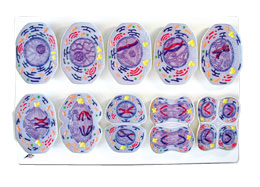 �p������ģ��